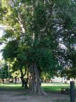 Ficus stuhlmannii