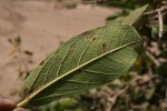 Ficus stuhlmannii