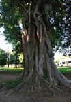 Ficus stuhlmannii