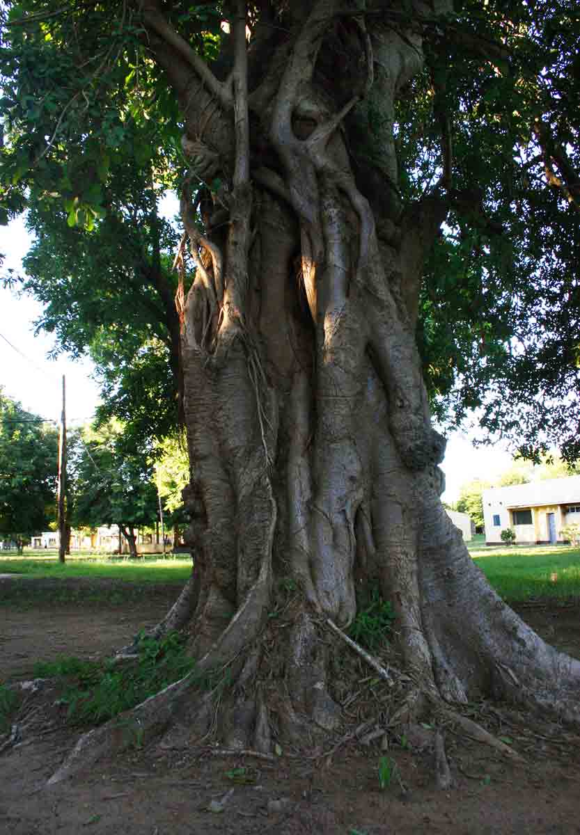 Ficus stuhlmannii