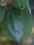 Ficus stuhlmannii