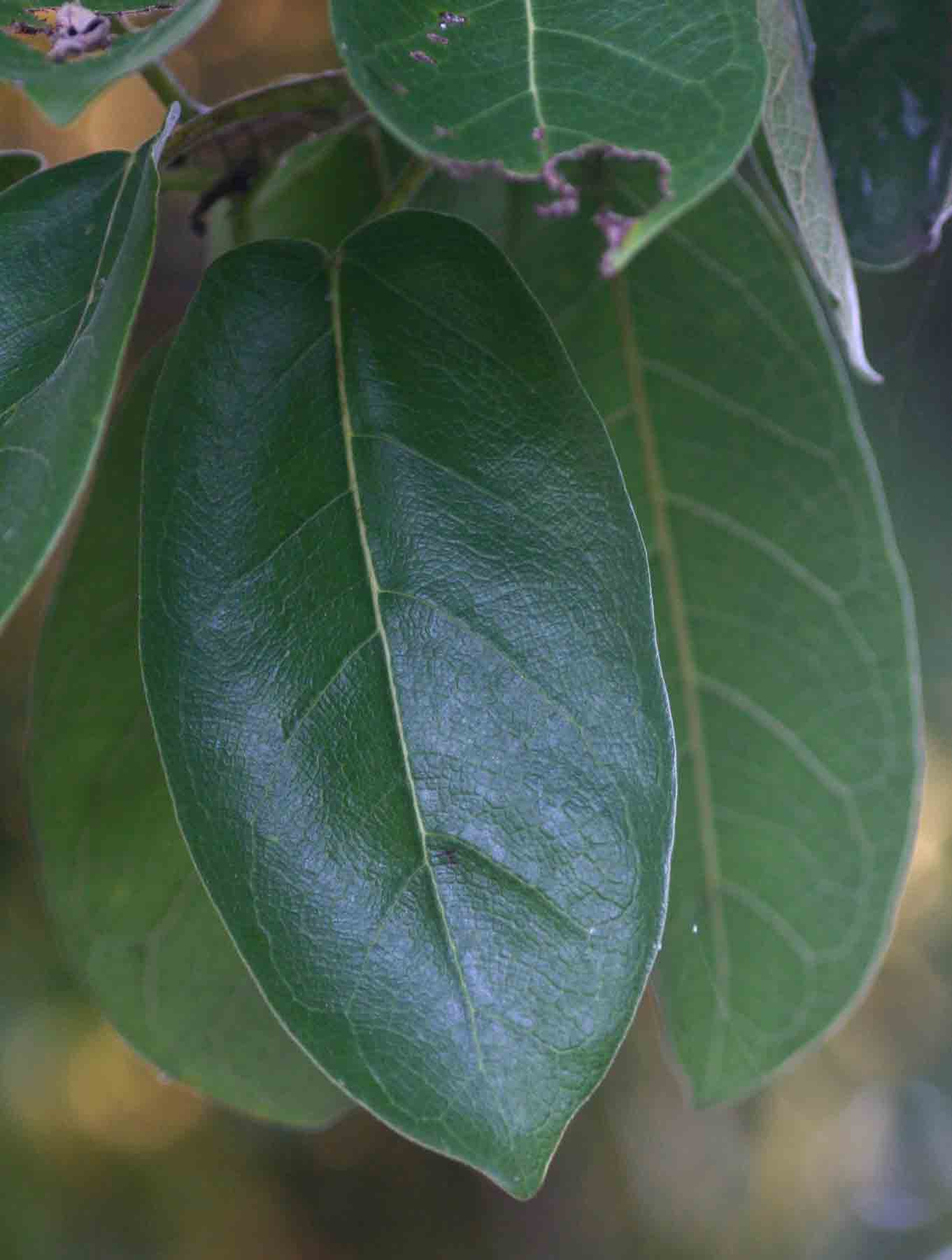 Ficus stuhlmannii