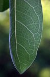 Ficus stuhlmannii