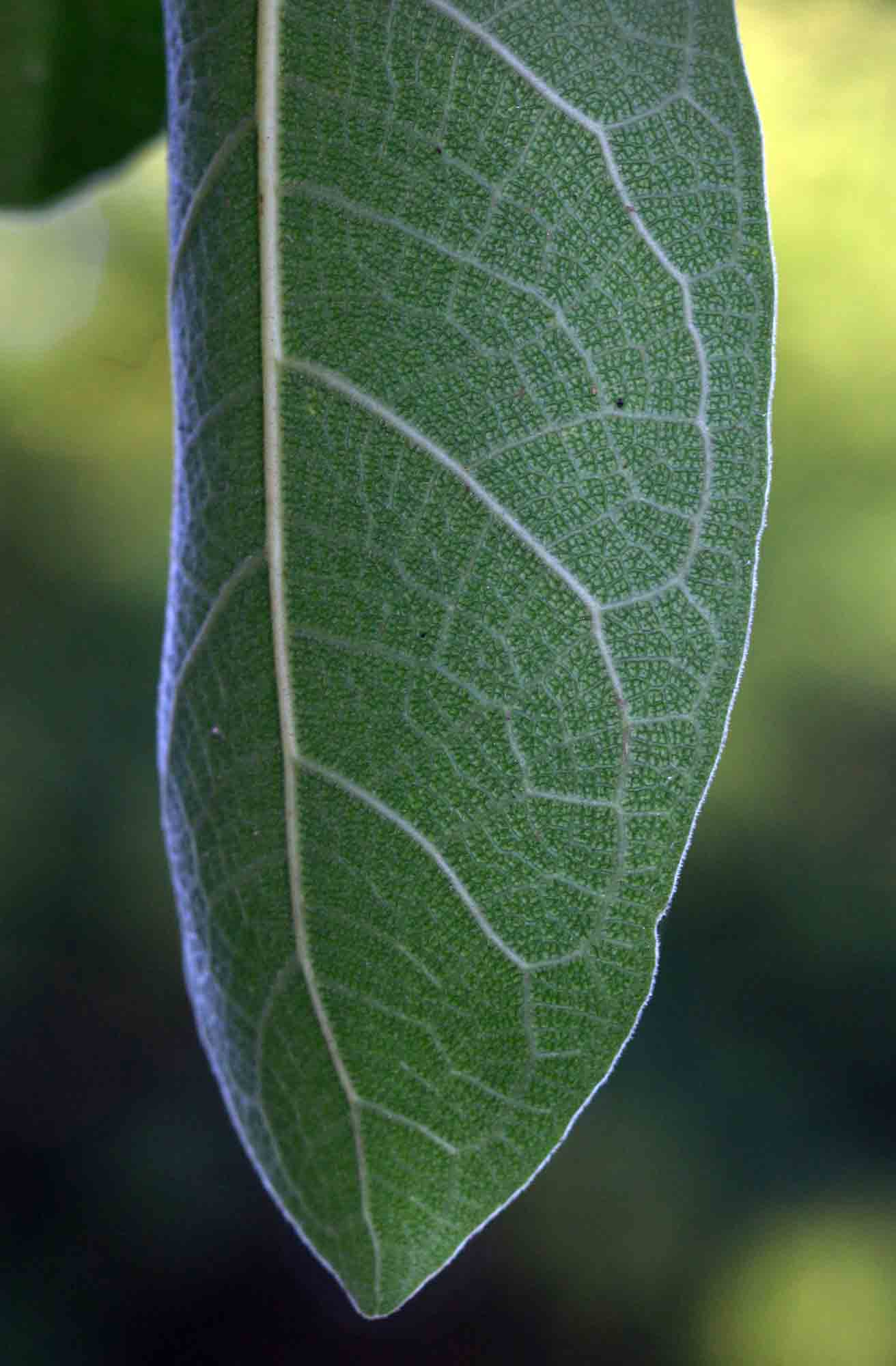 Ficus stuhlmannii