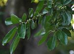 Ficus stuhlmannii