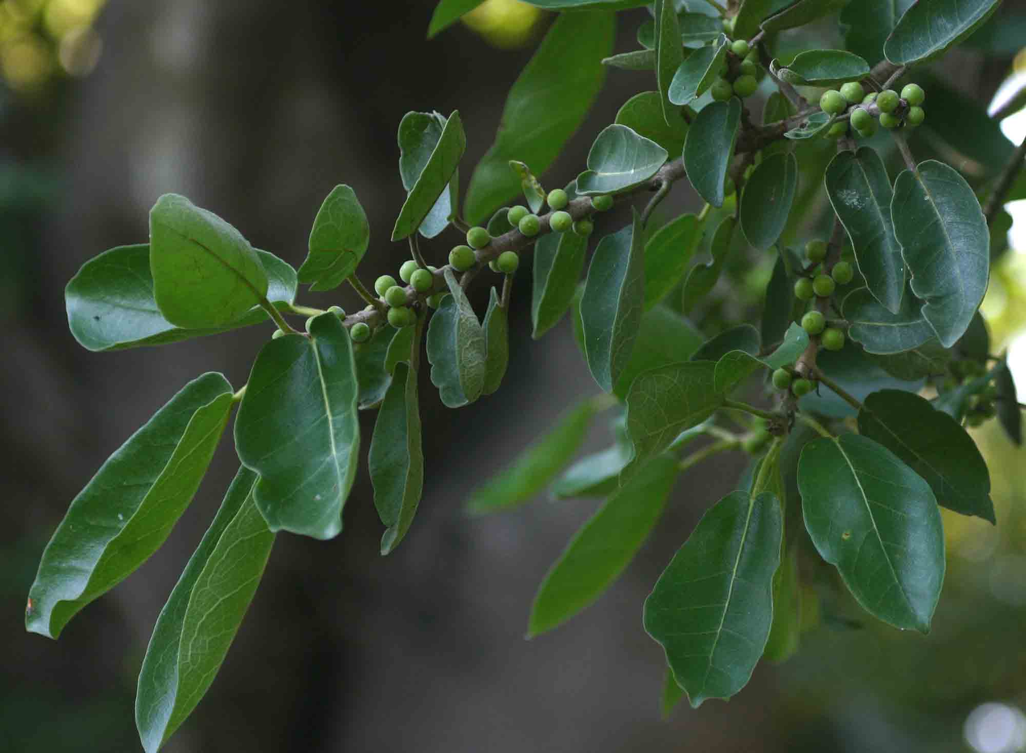Ficus stuhlmannii