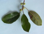 Ficus stuhlmannii