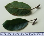 Ficus stuhlmannii