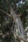 Ficus stuhlmannii