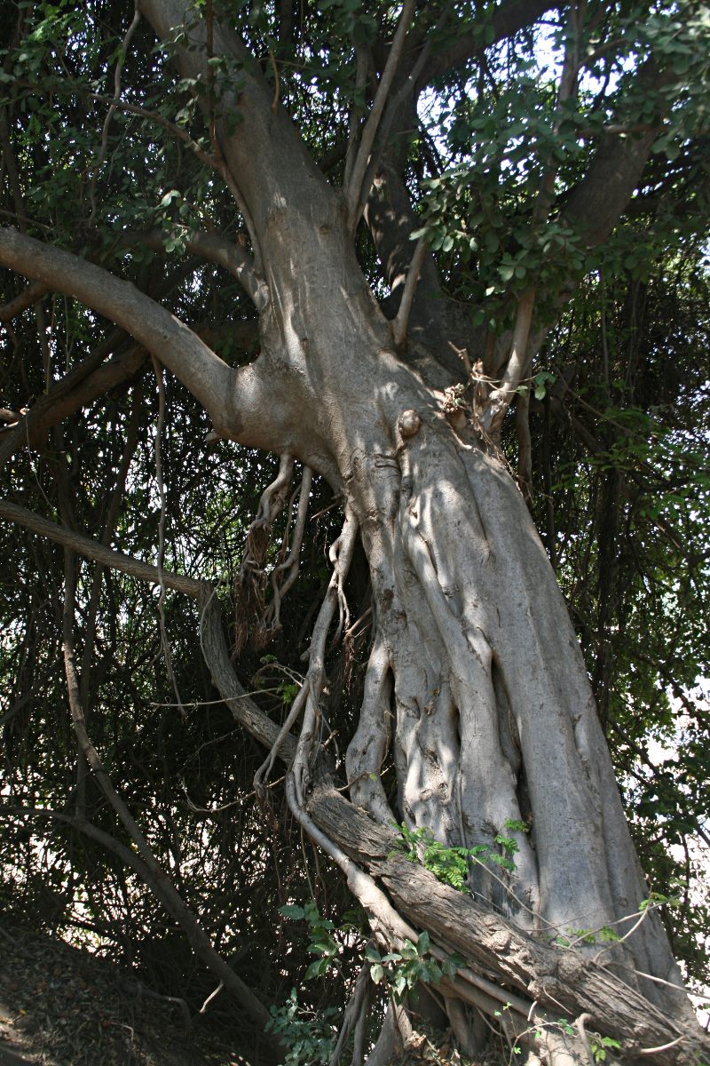 Ficus stuhlmannii