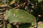 Ficus stuhlmannii