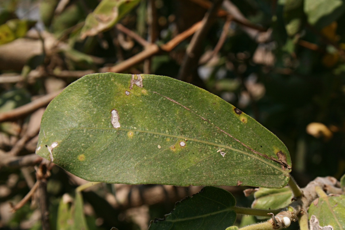 Ficus stuhlmannii