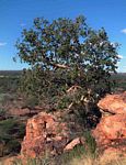 Ficus tettensis