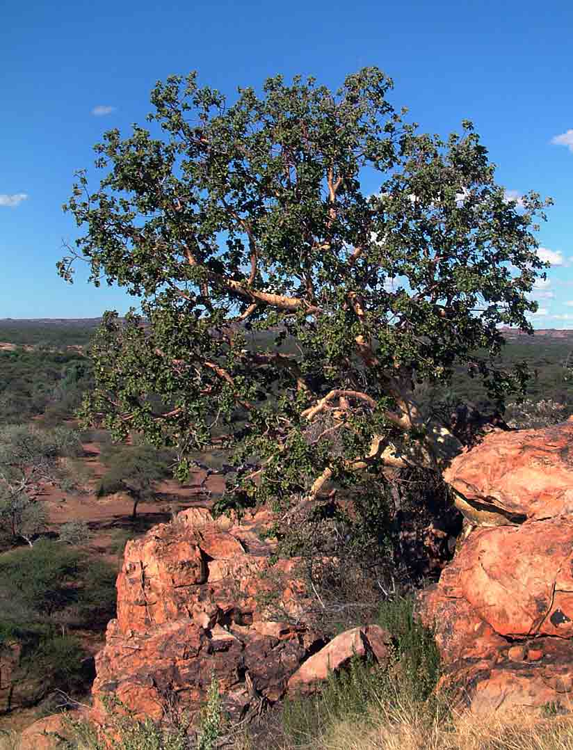Ficus tettensis