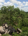 Ficus tettensis