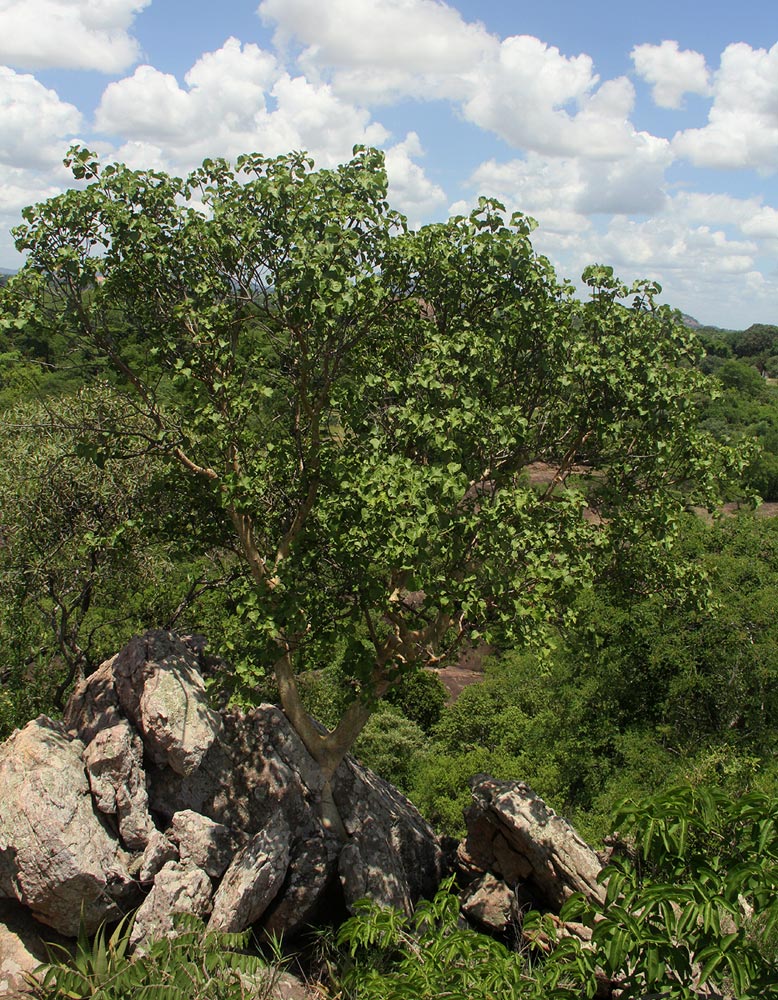 Ficus tettensis