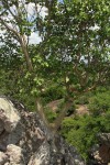 Ficus tettensis