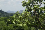 Ficus tettensis