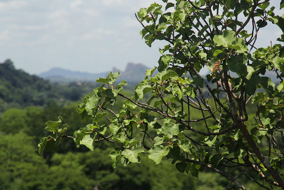 Ficus tettensis