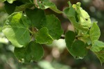 Ficus tettensis