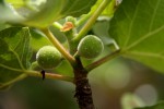 Ficus tettensis