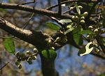 Ficus burkei