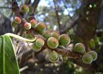 Ficus burkei