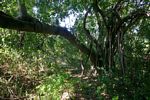 Ficus burkei