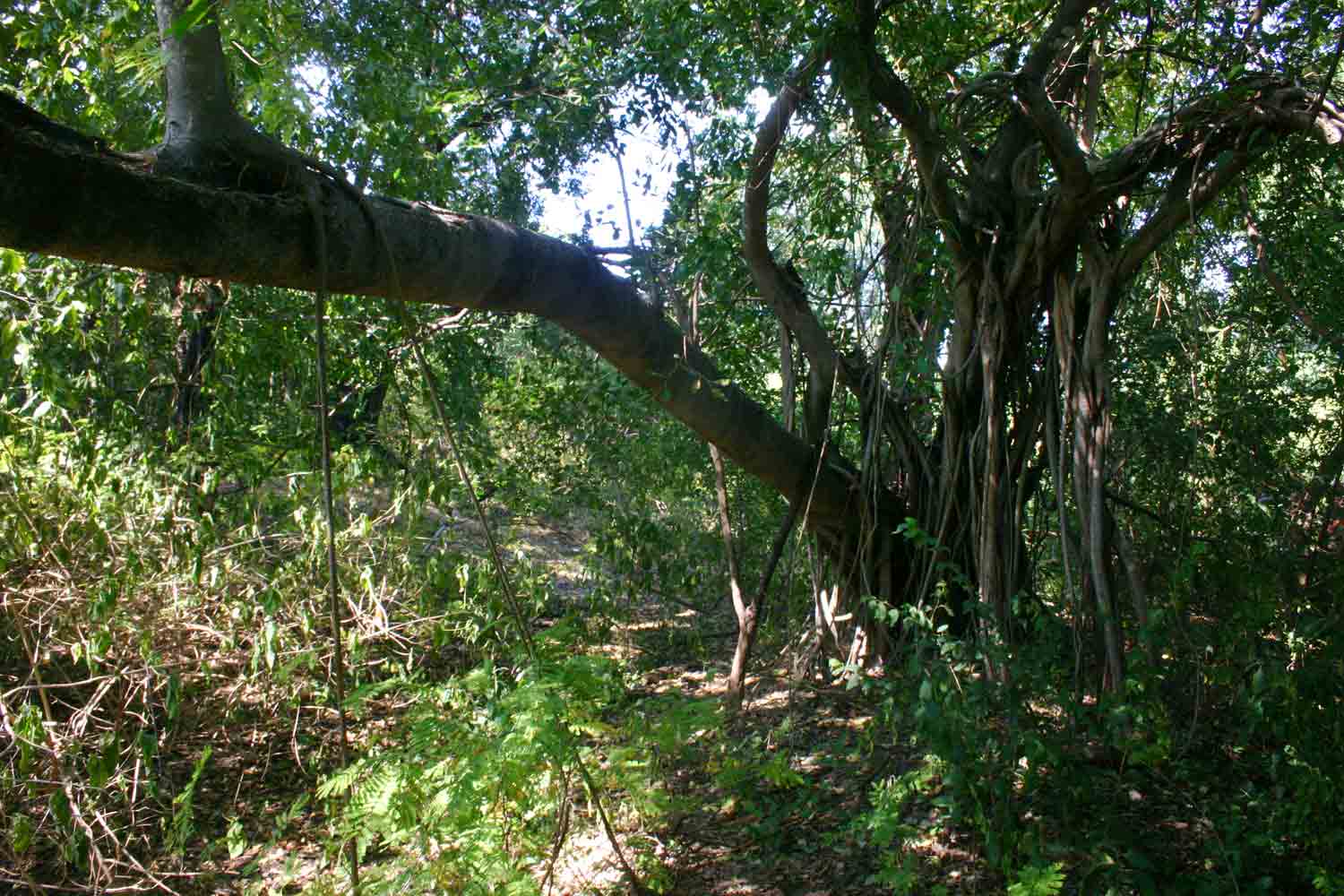 Ficus burkei