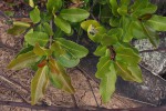 Ficus burkei