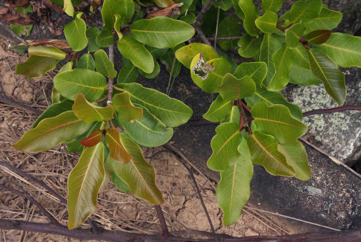 Ficus burkei