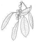 Ficus burkei