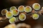 Ficus burkei