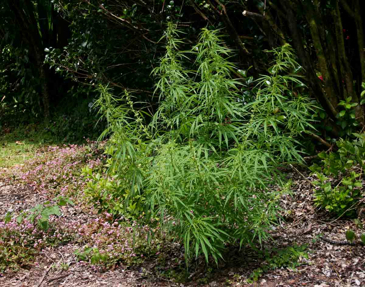 Cannabis sativa