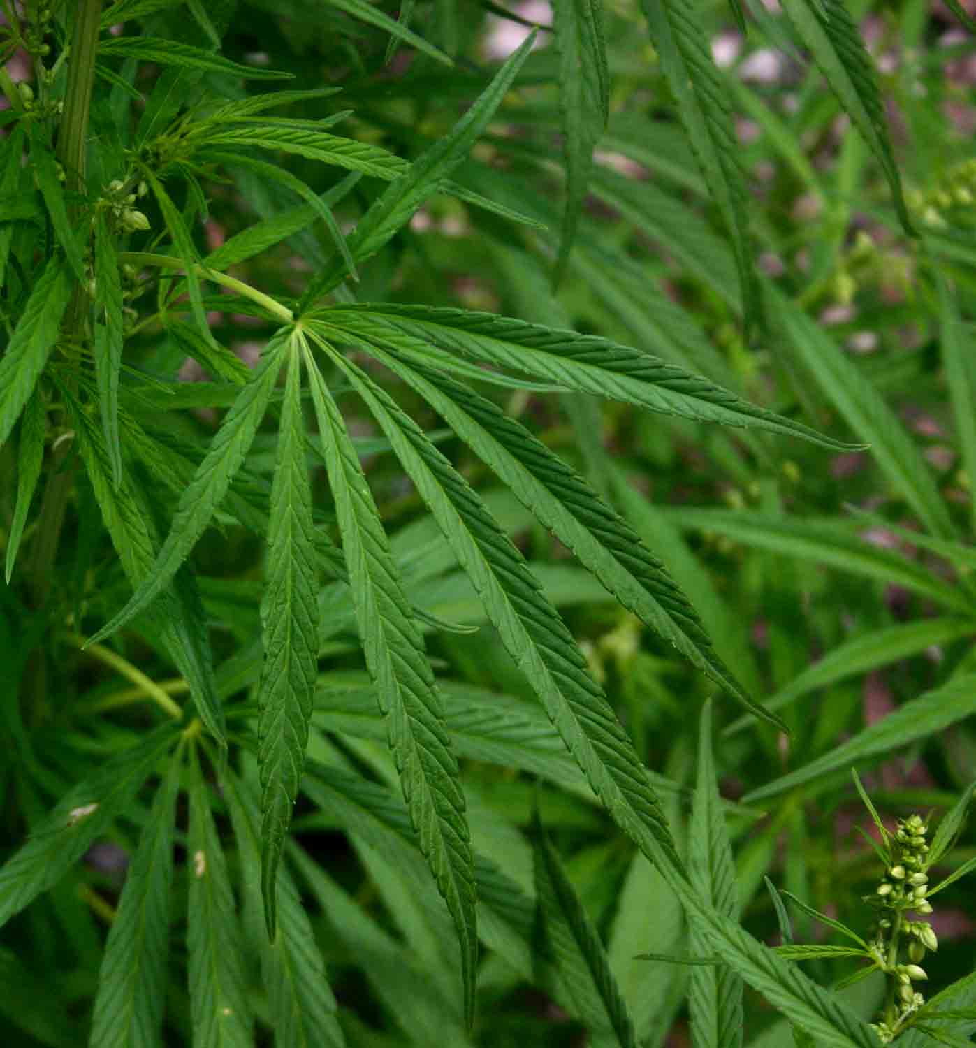 Cannabis sativa