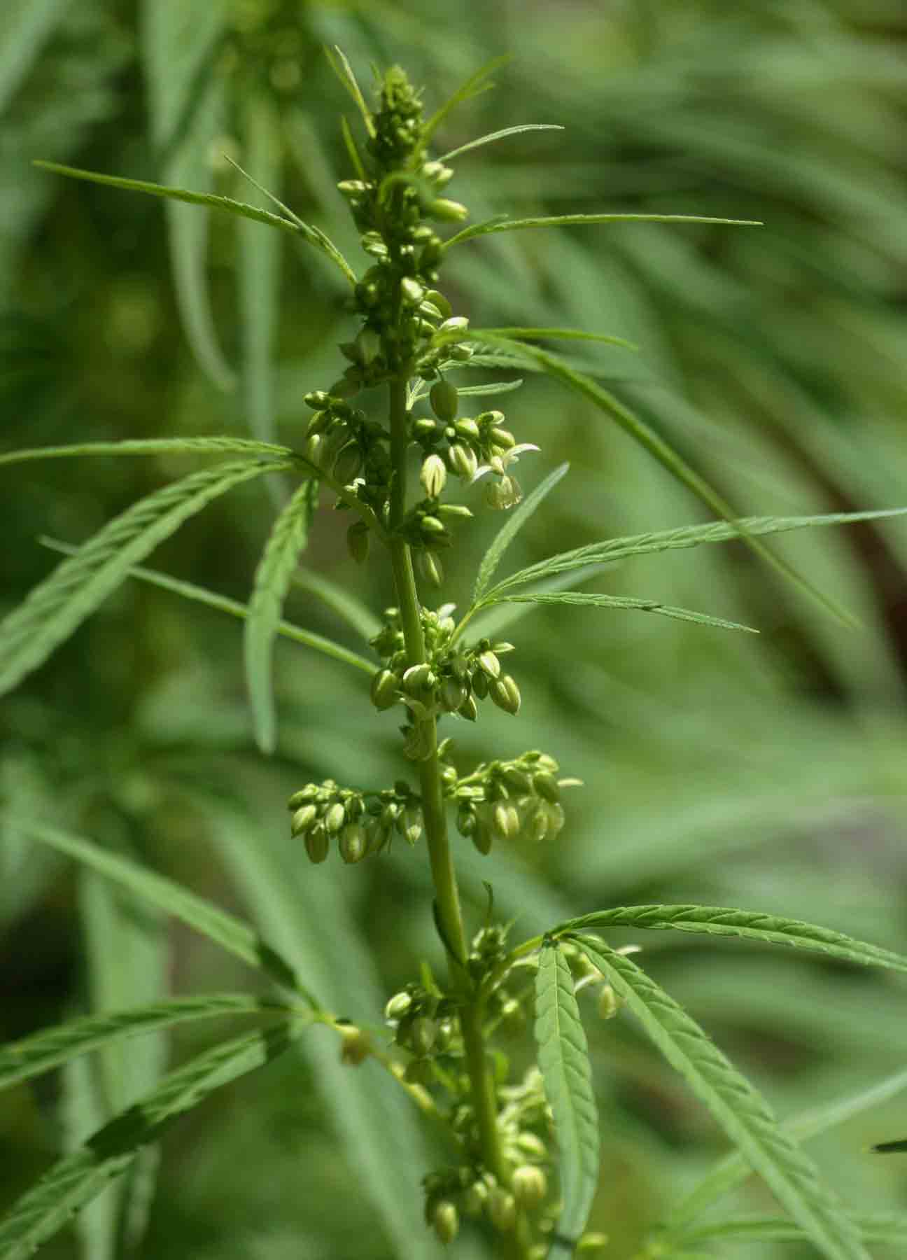 Cannabis sativa