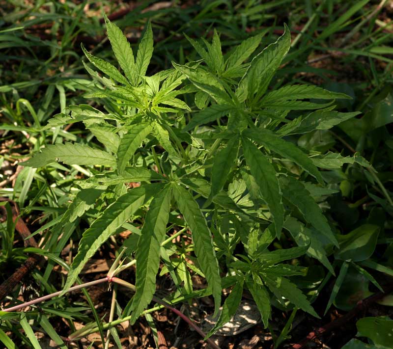 Cannabis sativa