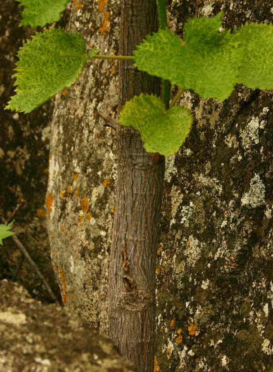 Obetia tenax