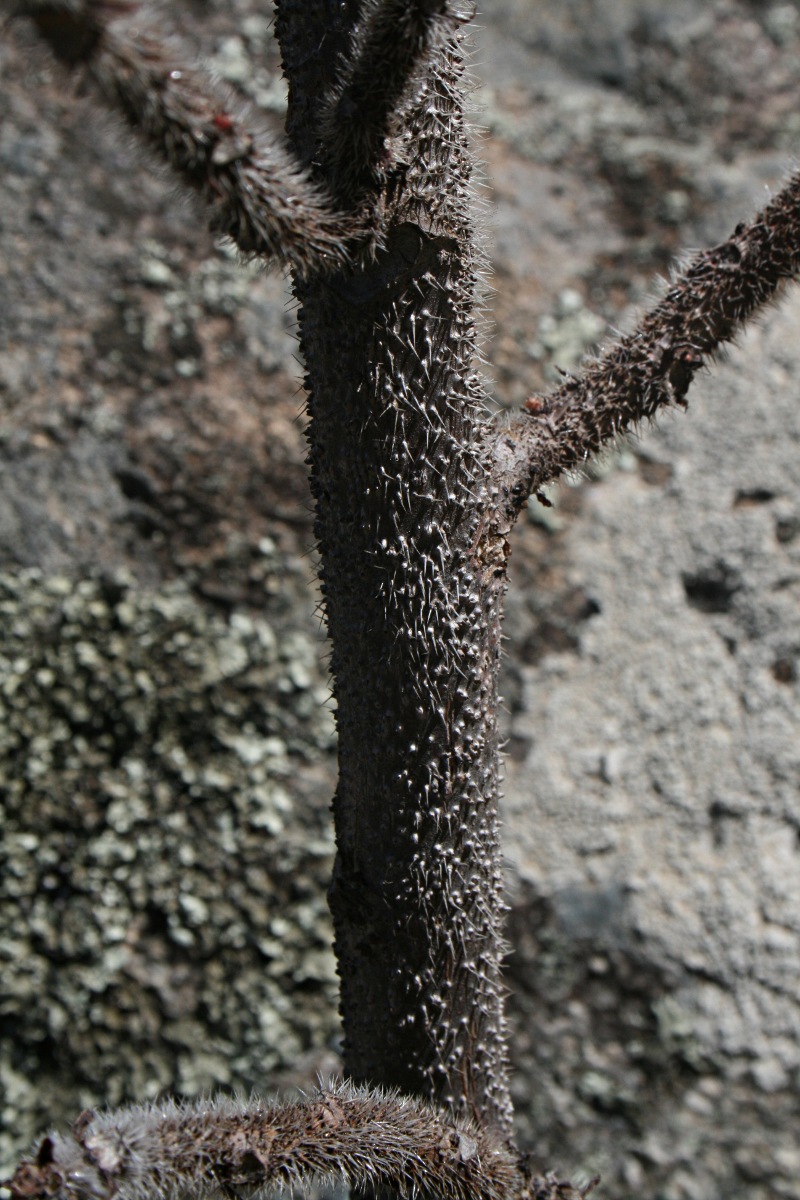 Obetia tenax