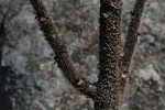 Obetia tenax