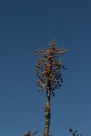 Obetia tenax