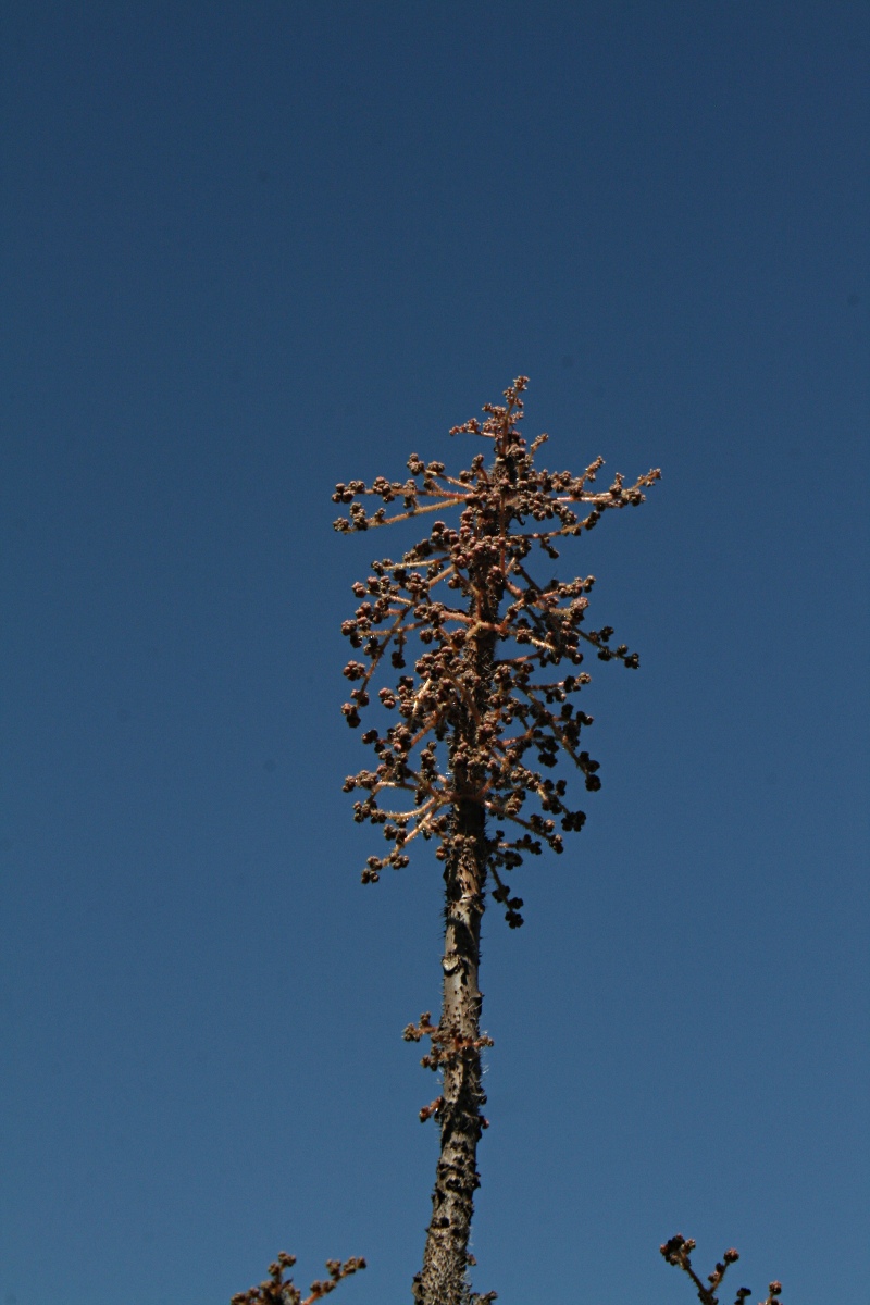 Obetia tenax