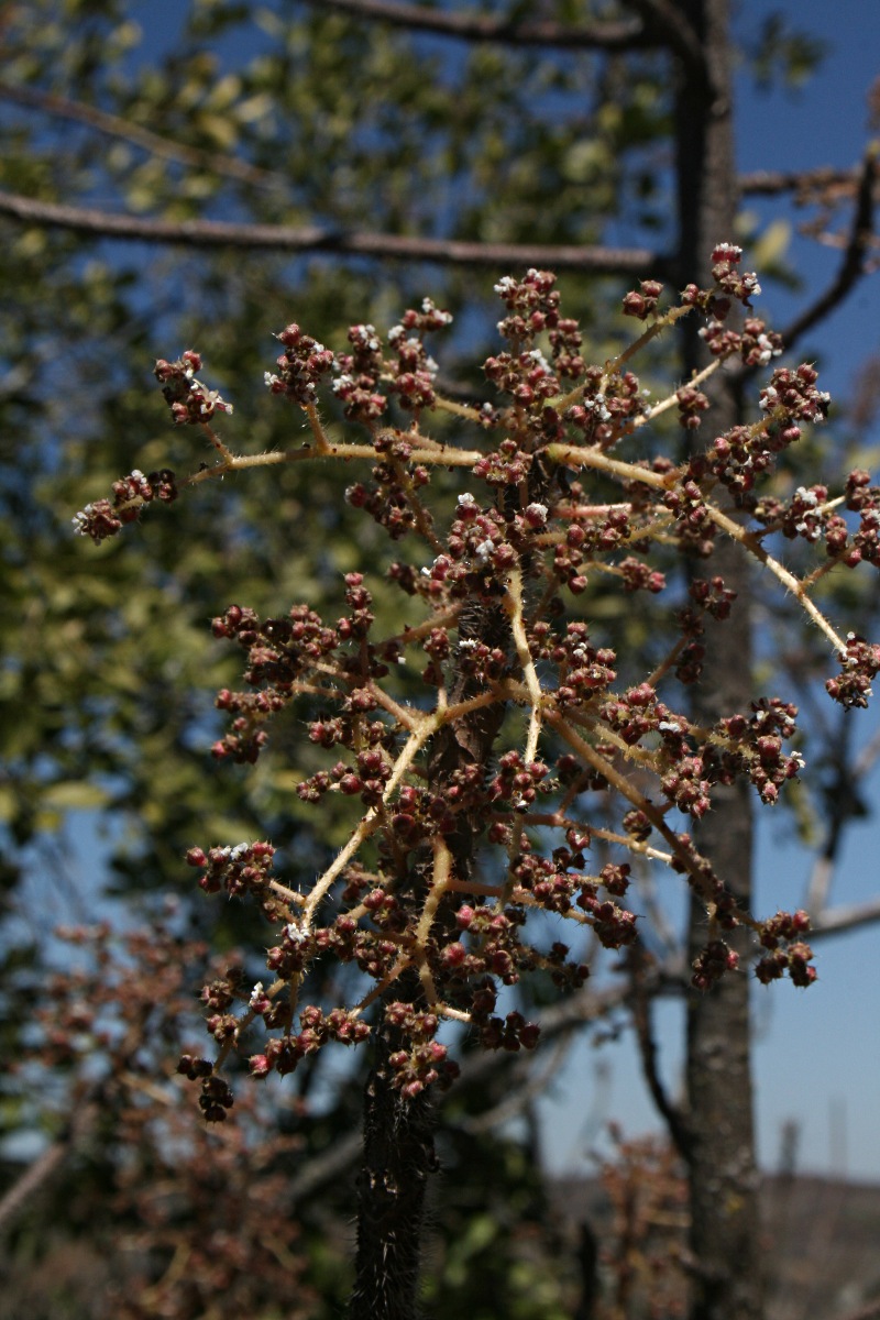 Obetia tenax