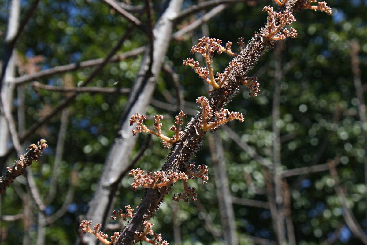Obetia tenax