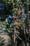 Obetia tenax