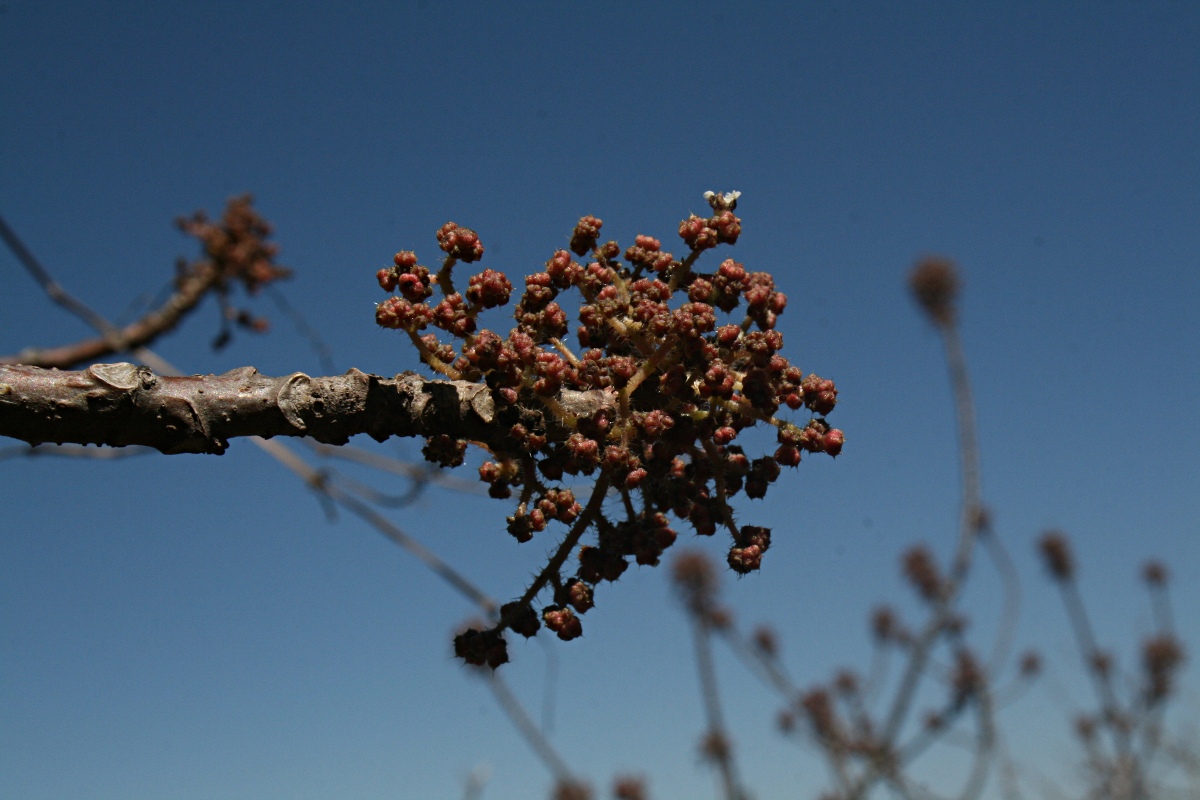 Obetia tenax