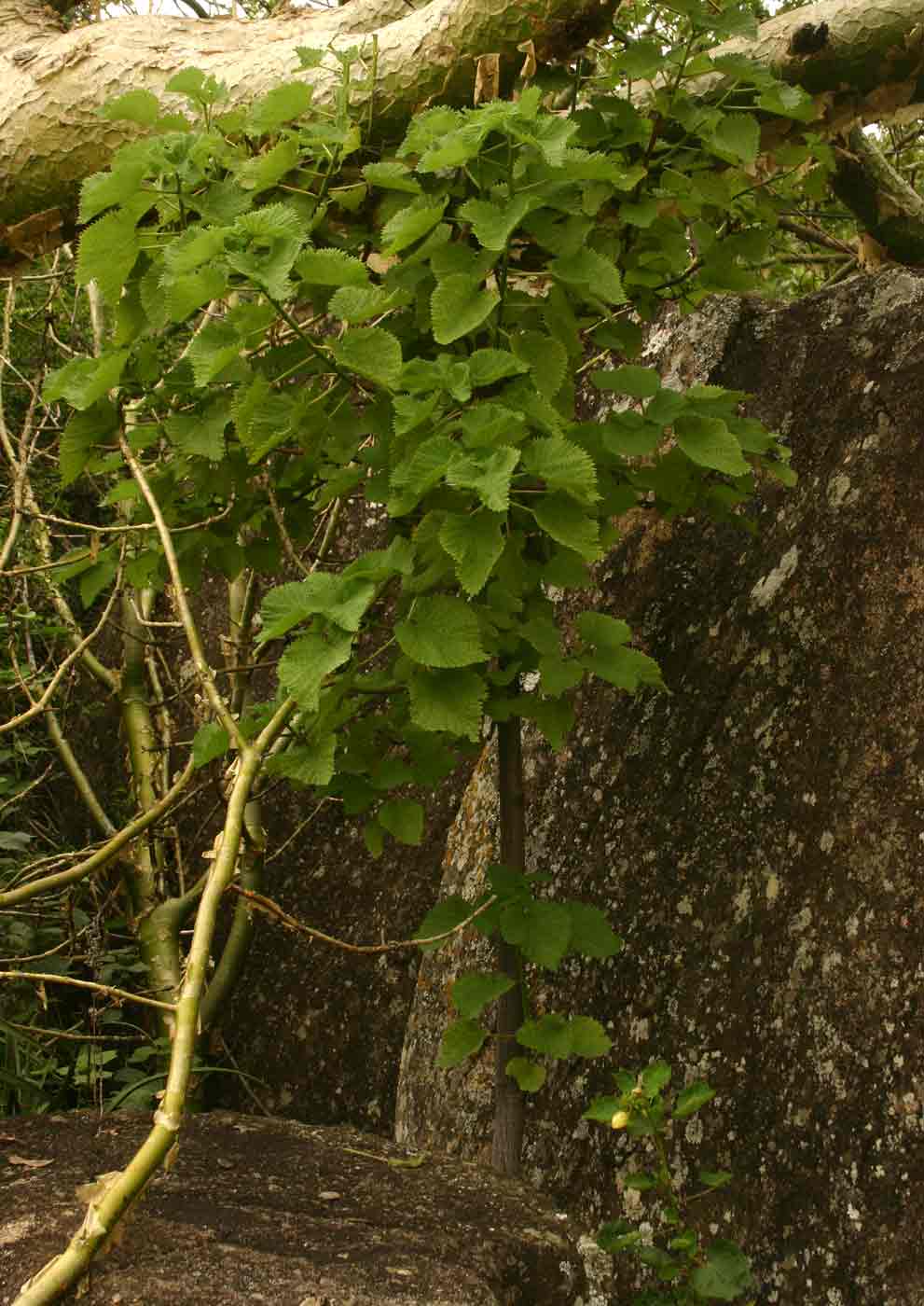 Obetia tenax