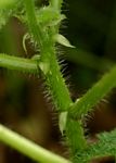 Obetia tenax