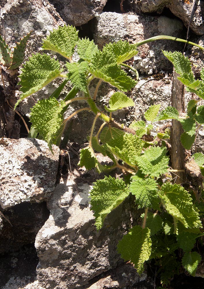Obetia tenax