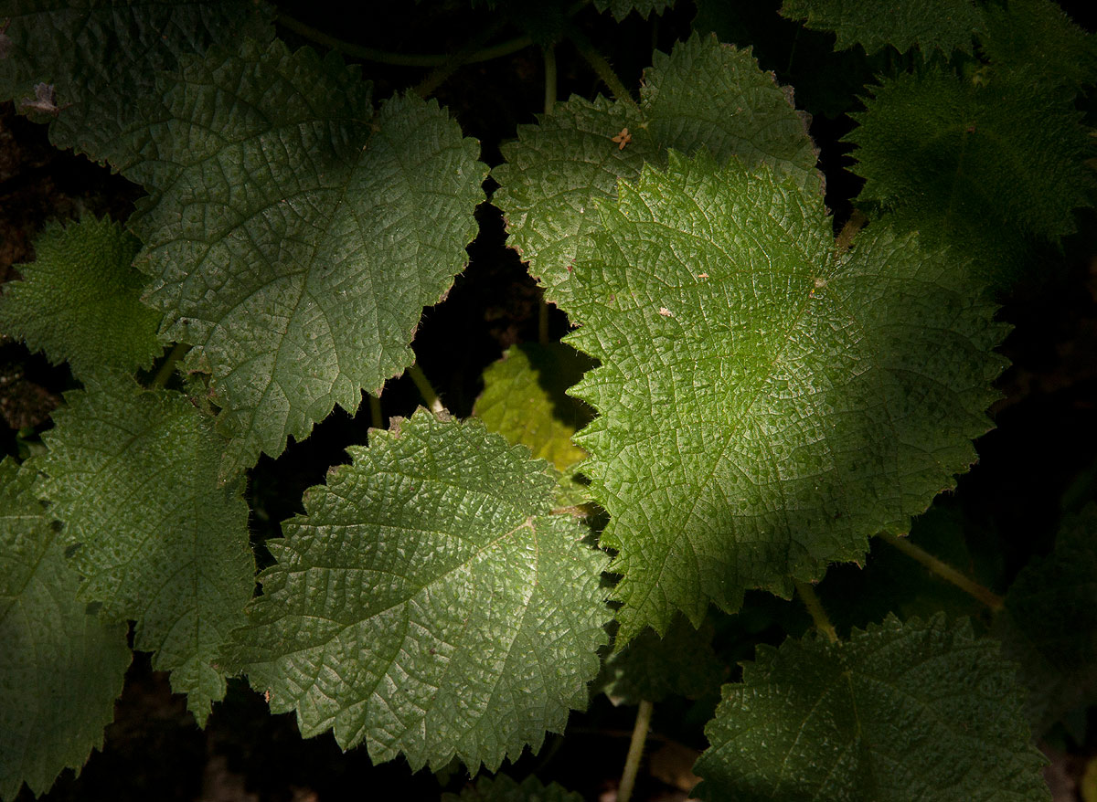 Obetia tenax